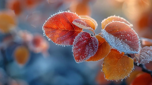 Frost-Kissed Dawn | Autumn Leaves HD Metal Print - Roclla Media Art