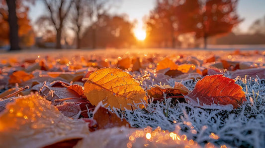 Frosty Autumn Canvas | Golden Hour HD Metal Print - Roclla Media Art